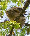 _0SB8149 great-horned owlet